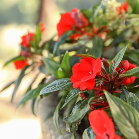 Quintinha Das Laranjeiras Santa Cruz do Douro Ngoại thất bức ảnh
